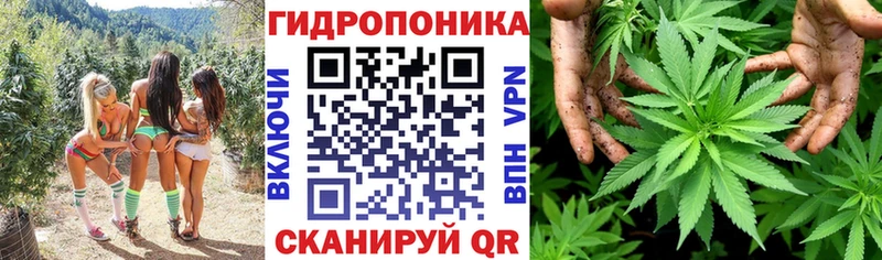 Конопля гибрид  Яхрома 